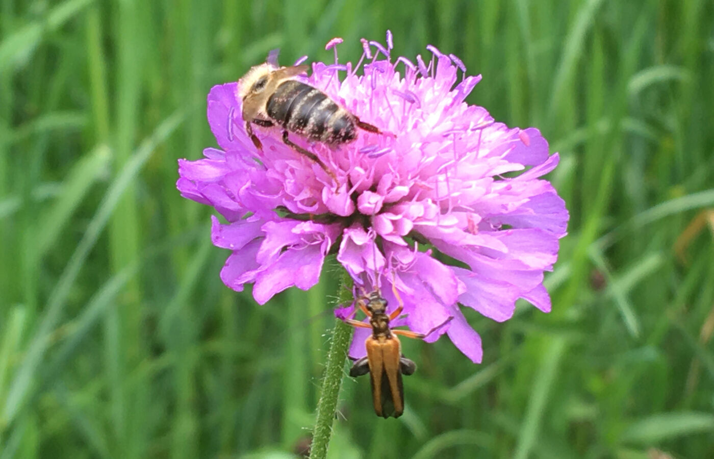 Bienenlehrpfad