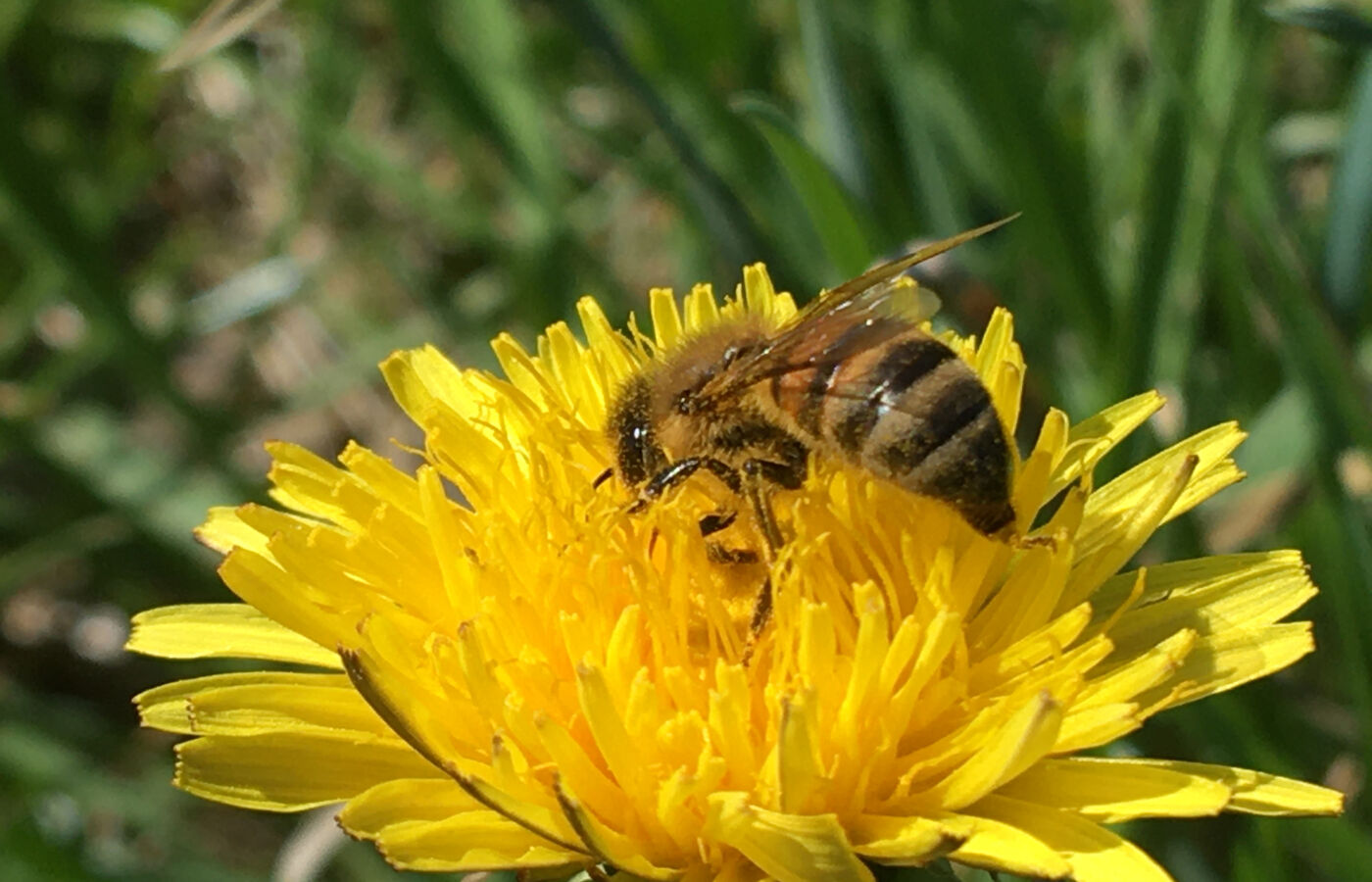 Bienenlehrpfad