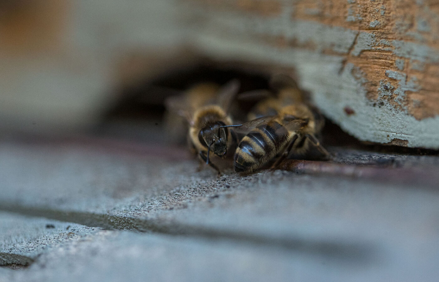 Bienenlehrpfad