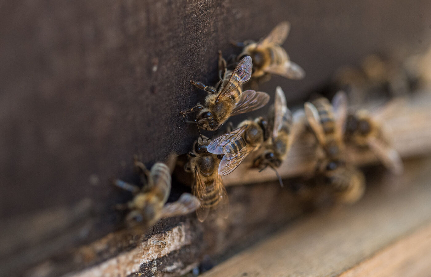 Bienenlehrpfad